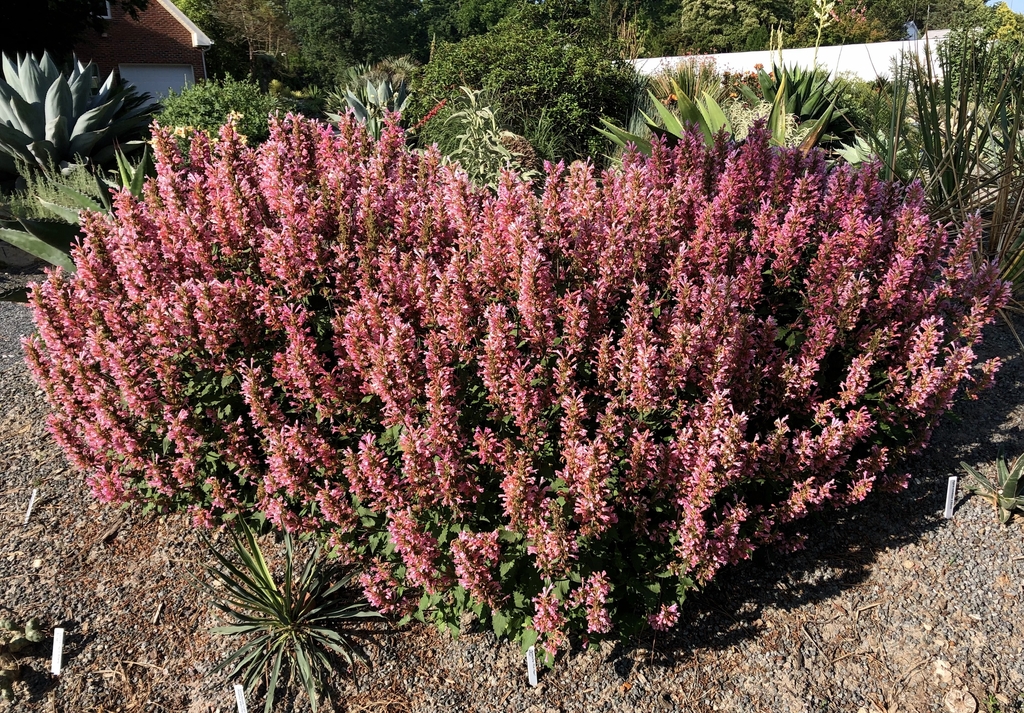 shrubby plants with upright spikes of pink flowers.