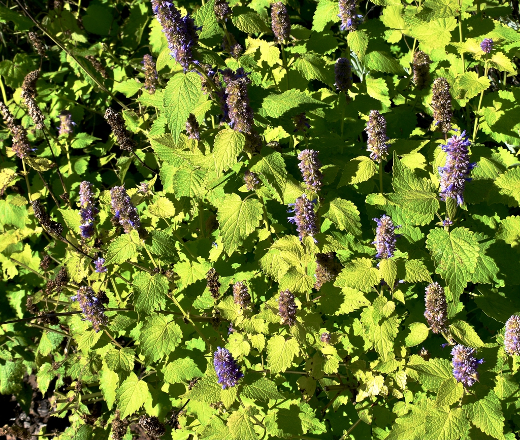 Form - Fall - Moore Co., NC