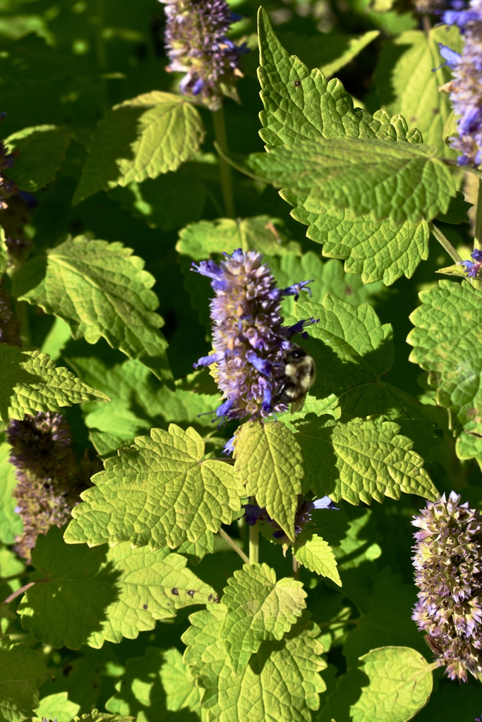 Flower & Leaves - Fall - Moore Co., NC