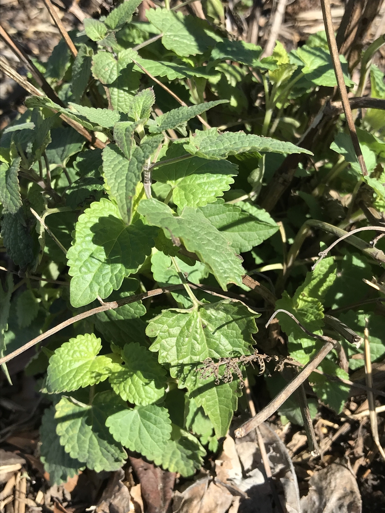 Emerging growth