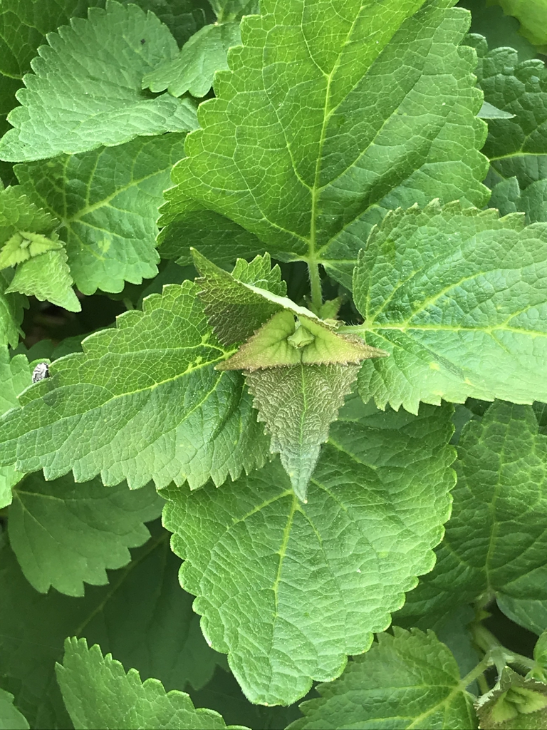Spring leaves