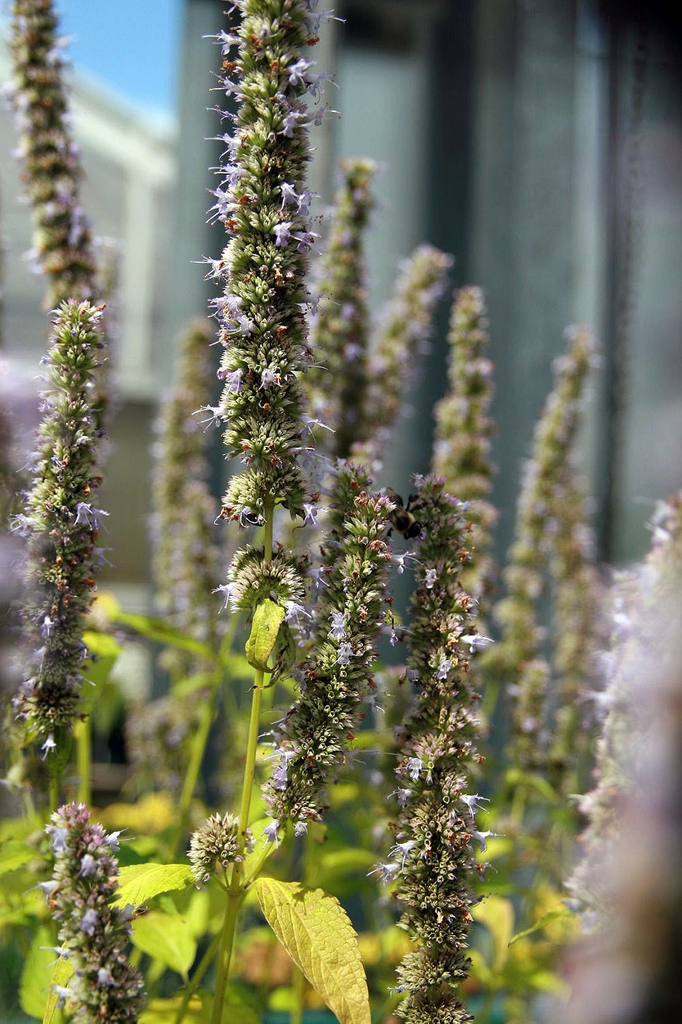 Seed head