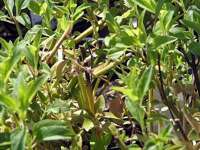 Form of multiple plants in September in Potomac, Maryland