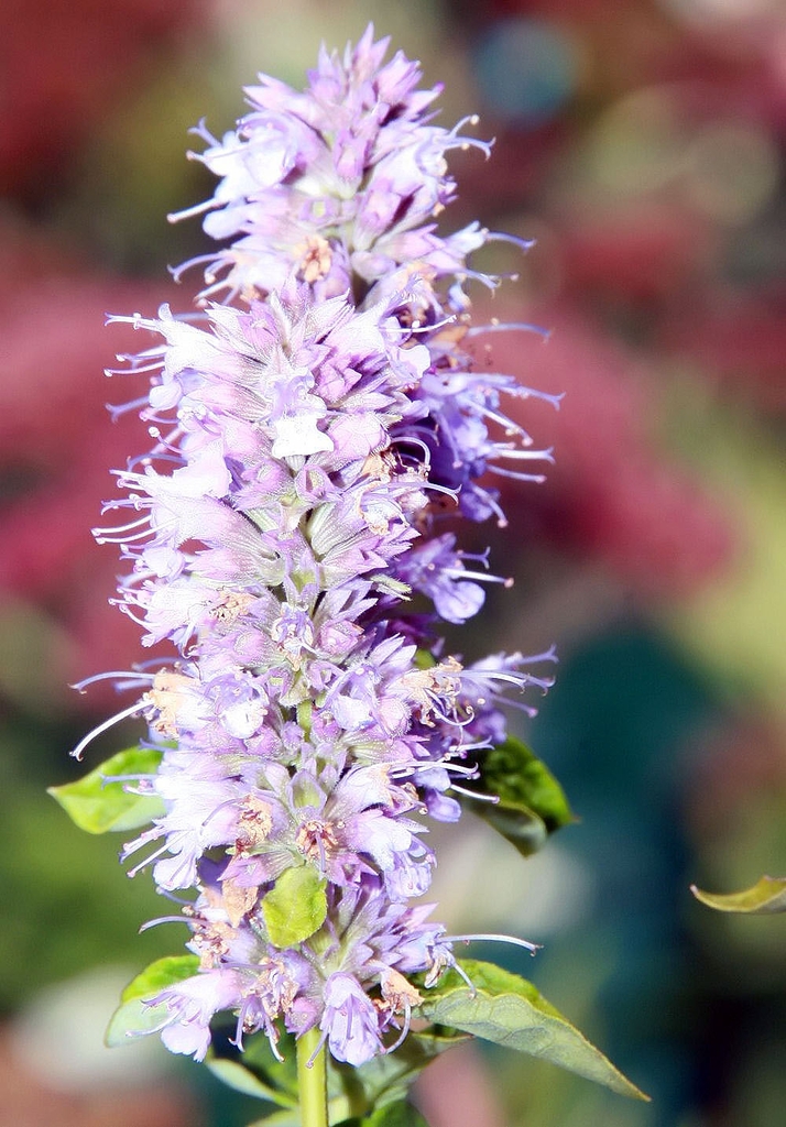 Agastache foeniculum