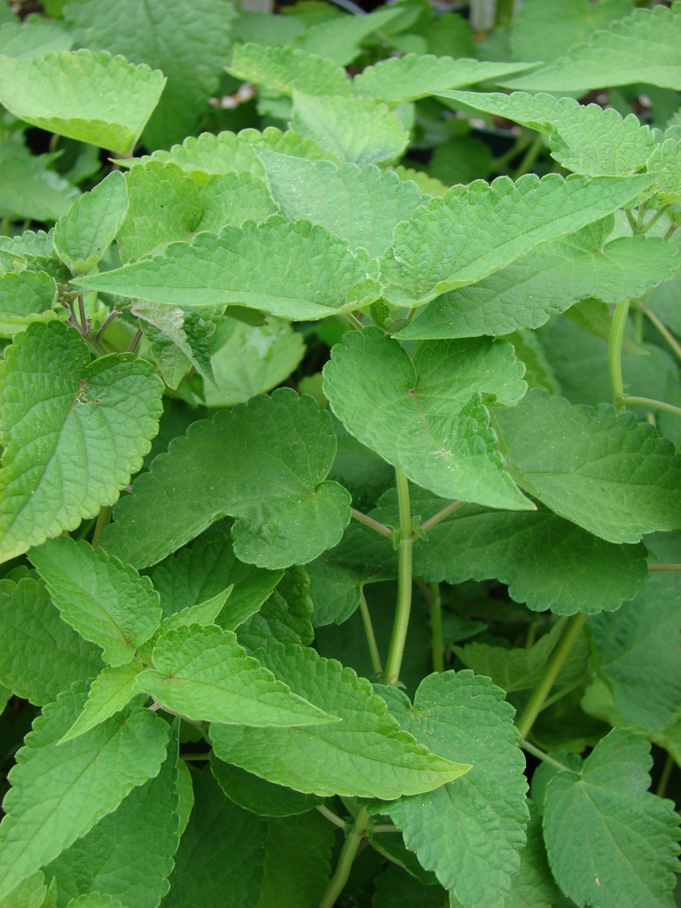 Leaves