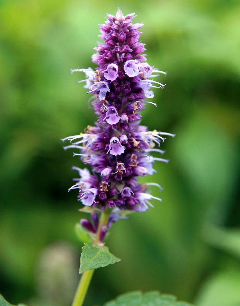 Agastache foeniculum