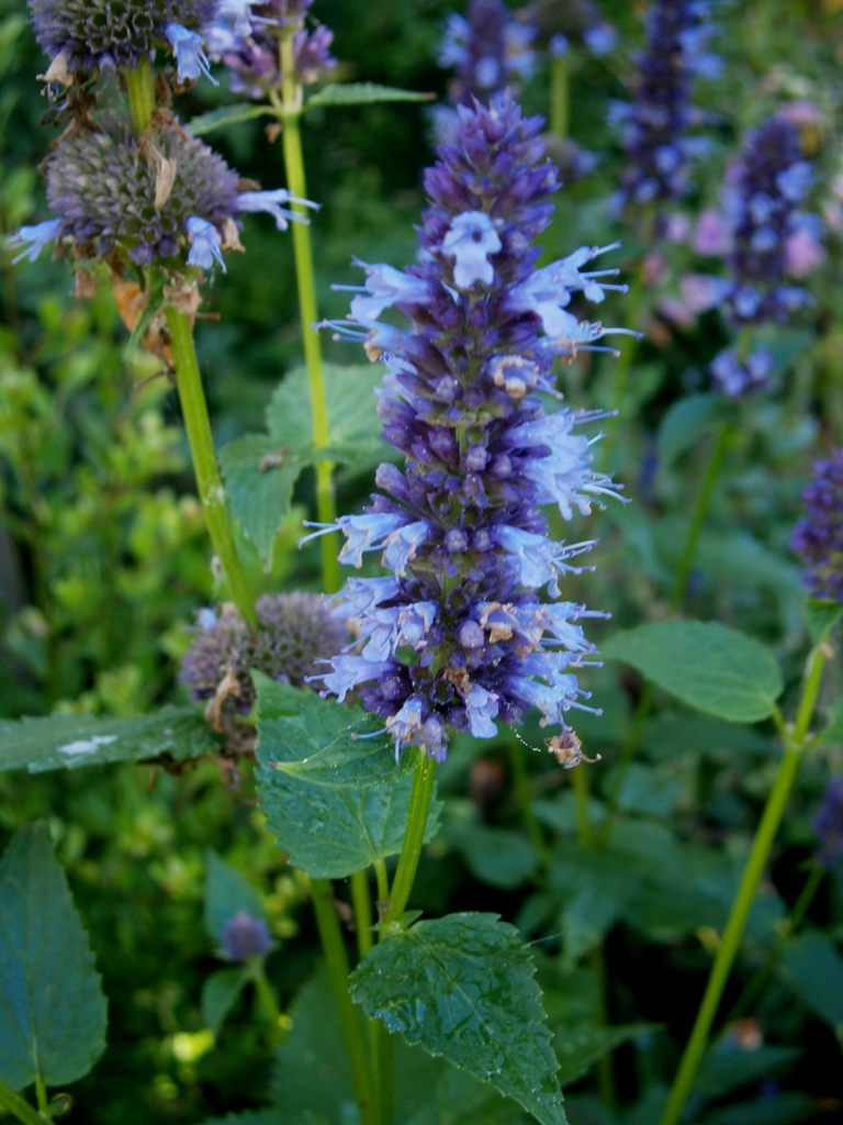 Agastache foeniculum