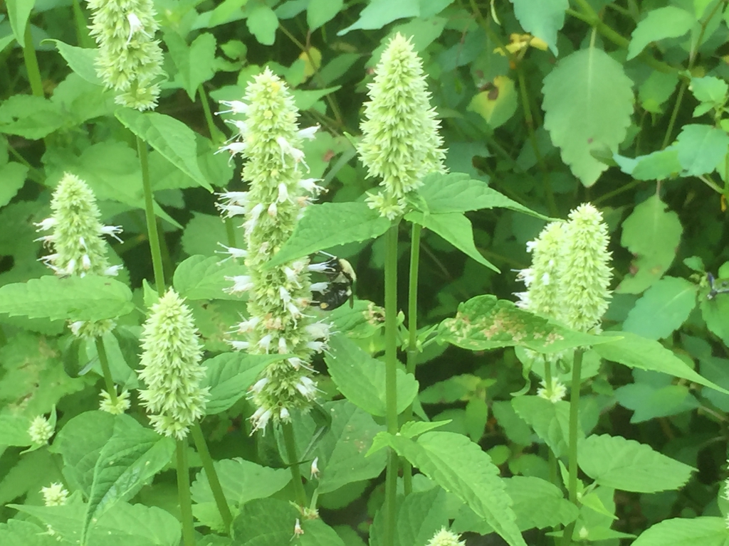 Agastache foeniculum