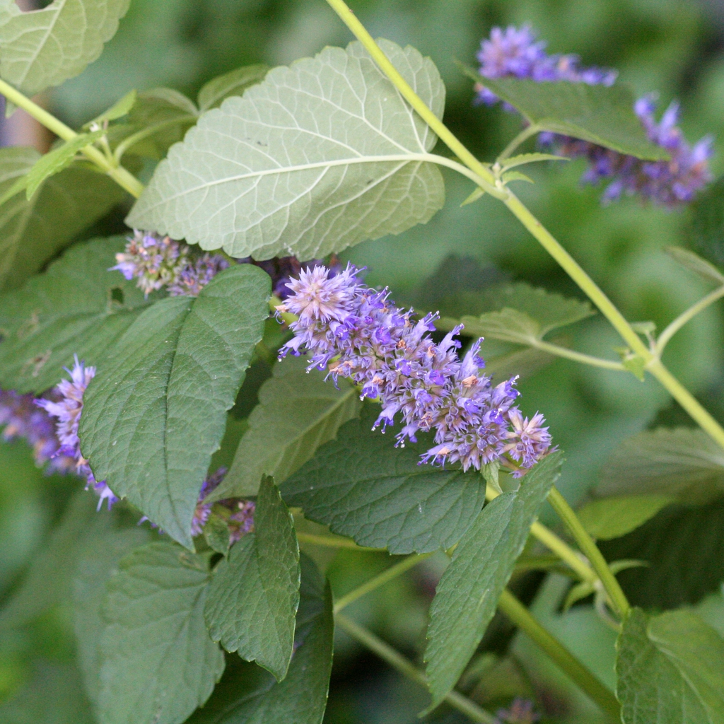 Flower and Leaves
