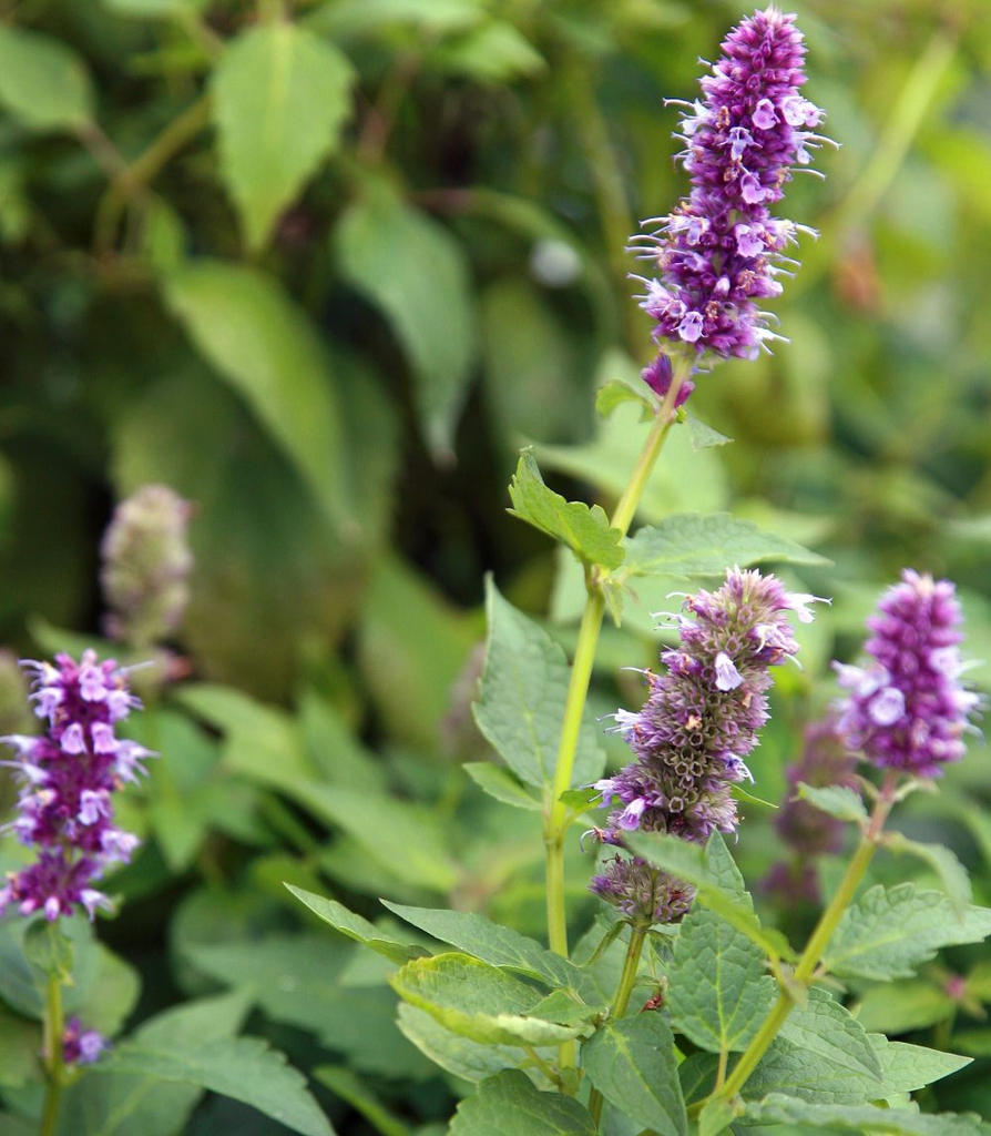Agastache foeniculum