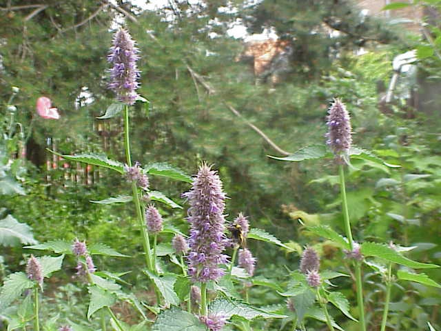 Form