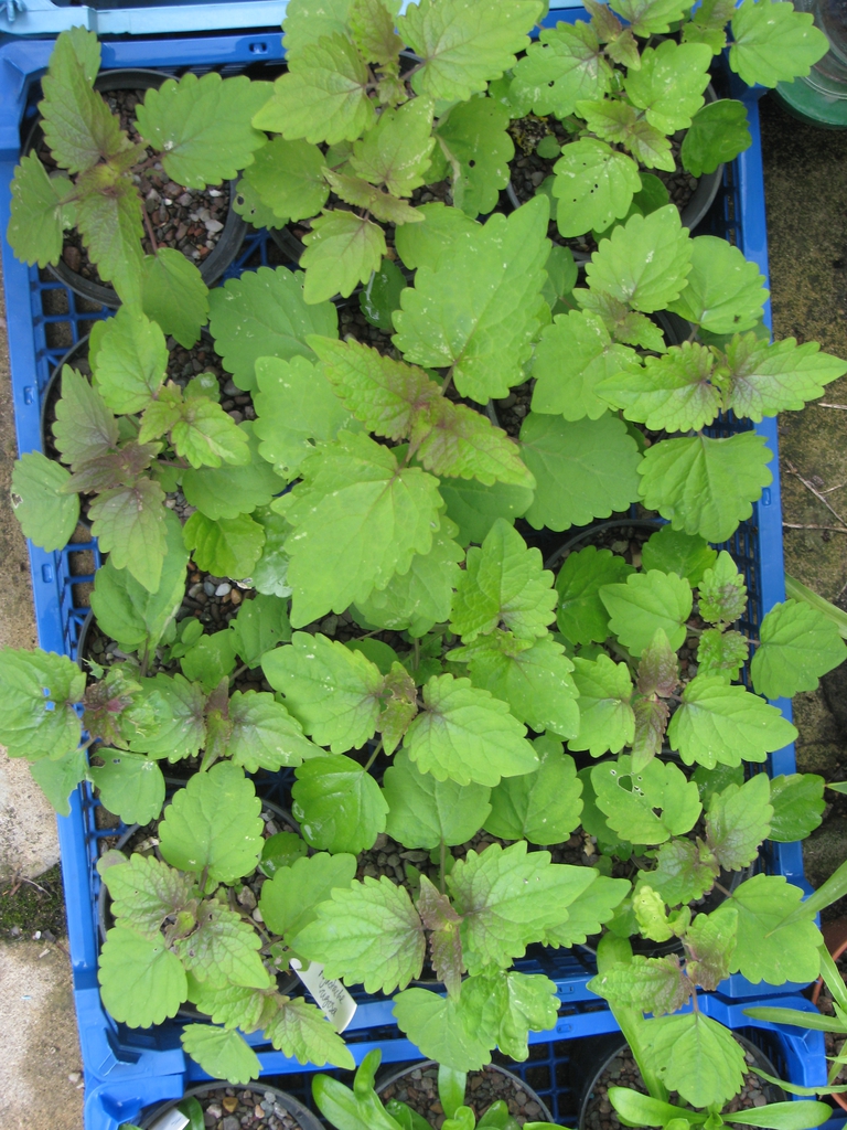Agastache rugosa seedling