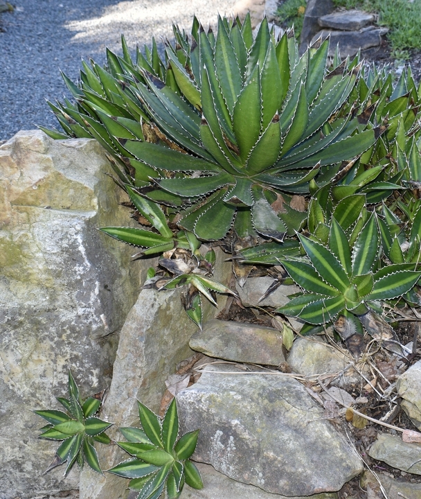 Cluster of Agave rosettes growing among rocks.