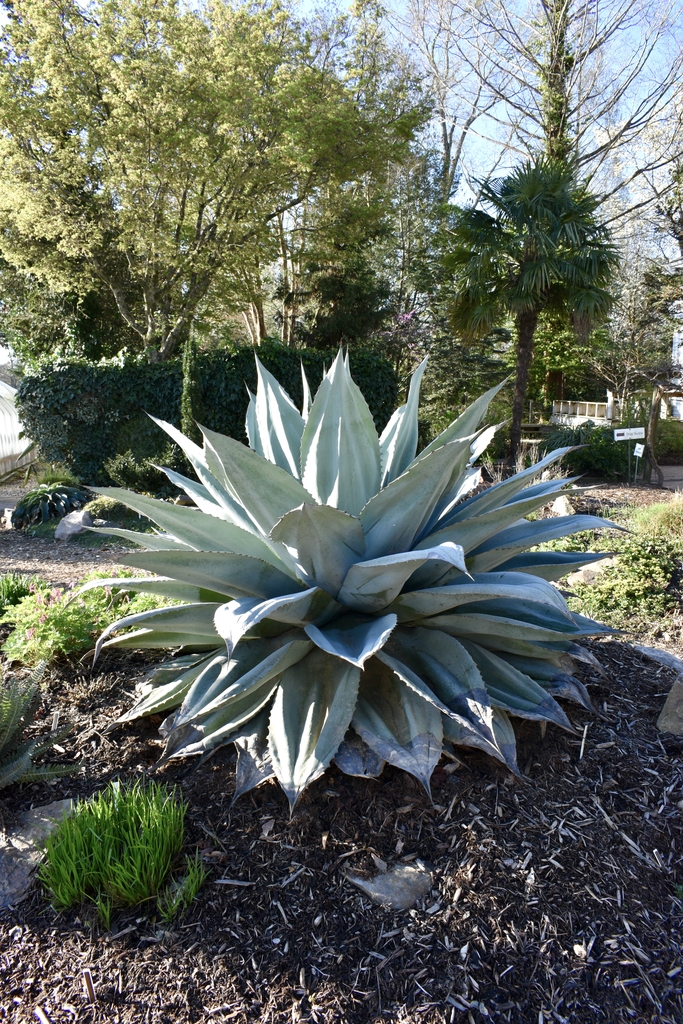 Agave ovatifolia March silver blue leaves