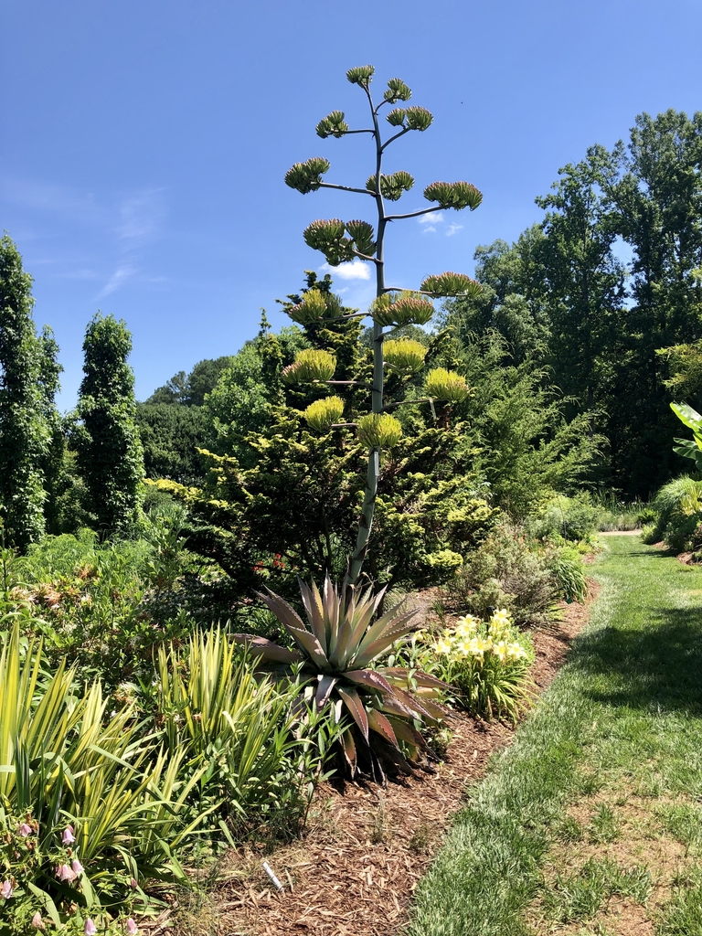 The Agave ovatifolia blooms every 10-20 years then dies