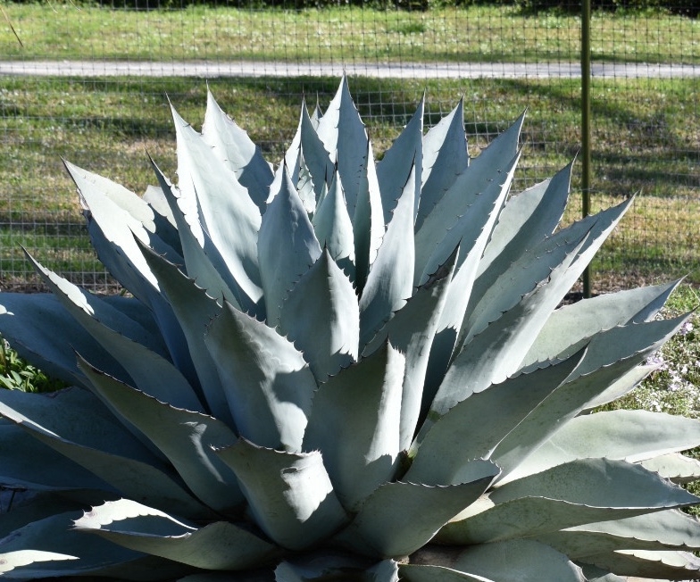 Plant form in Winter known as Whales Tongue