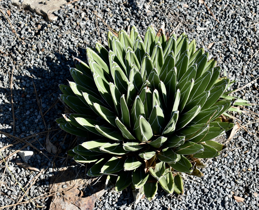 slow growing succulent symmetical rossette