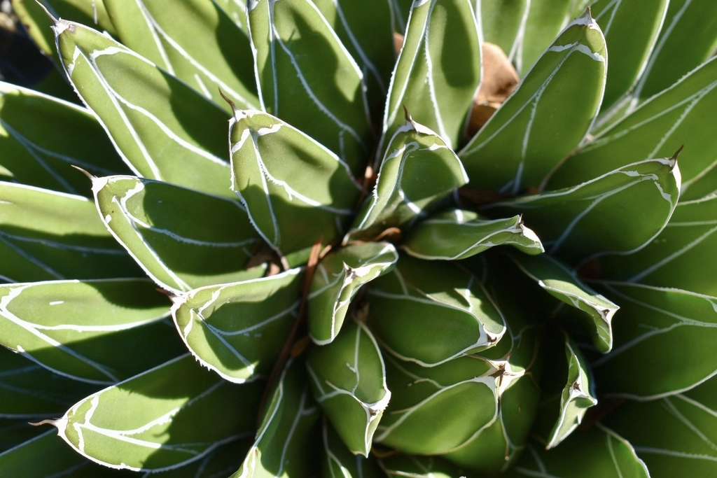 rigid dark green lines with white lines and sharp spines