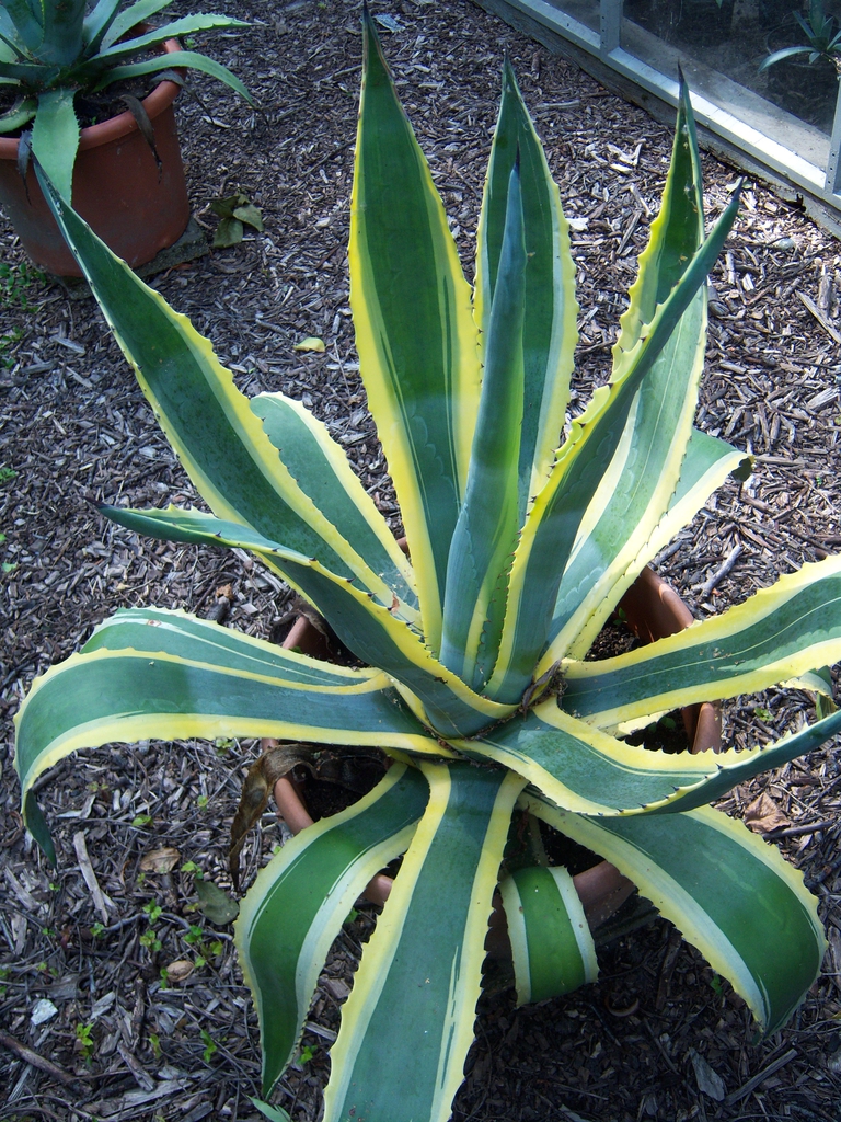 Form