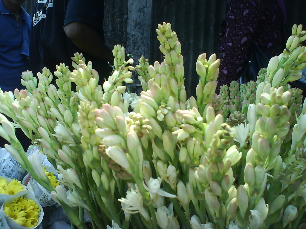 Agave amica