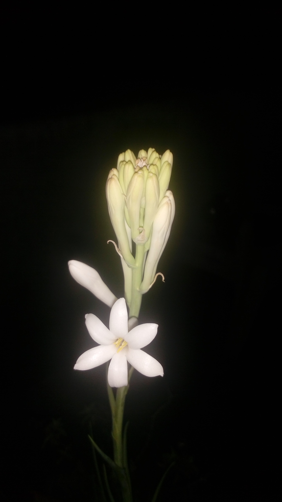 Agave amica
