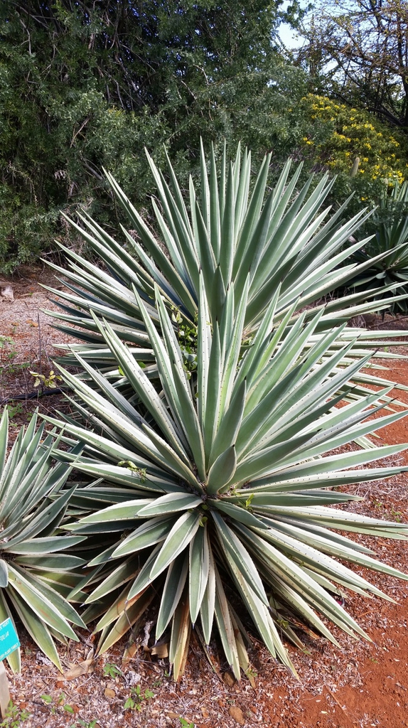 'Marginata' form