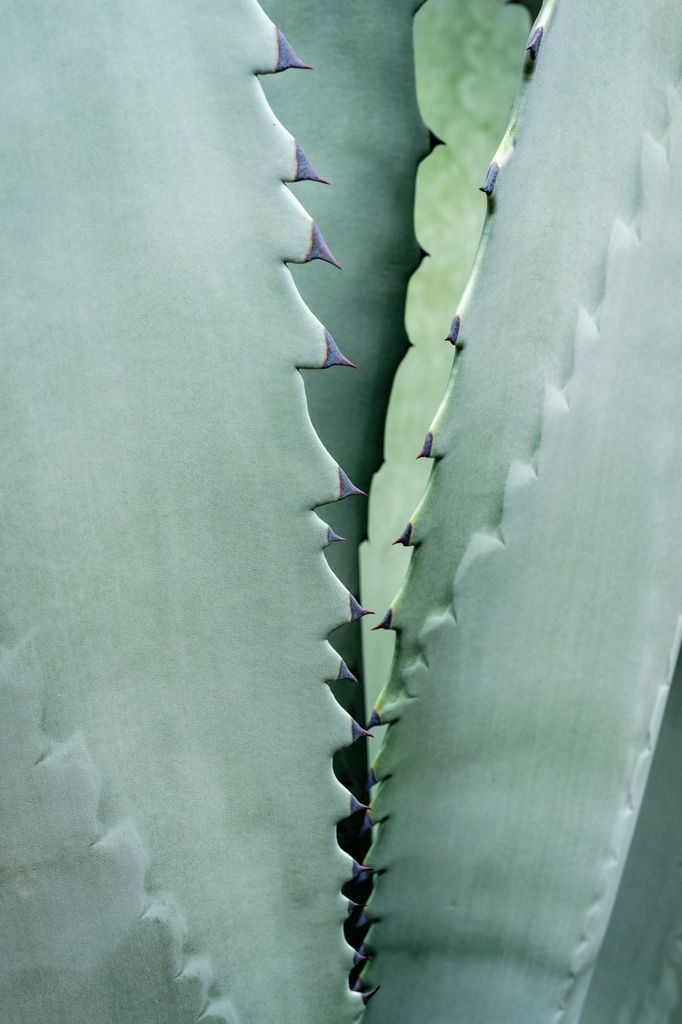 Agave close up