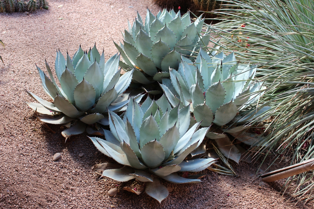 Form