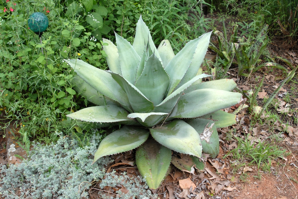 Form