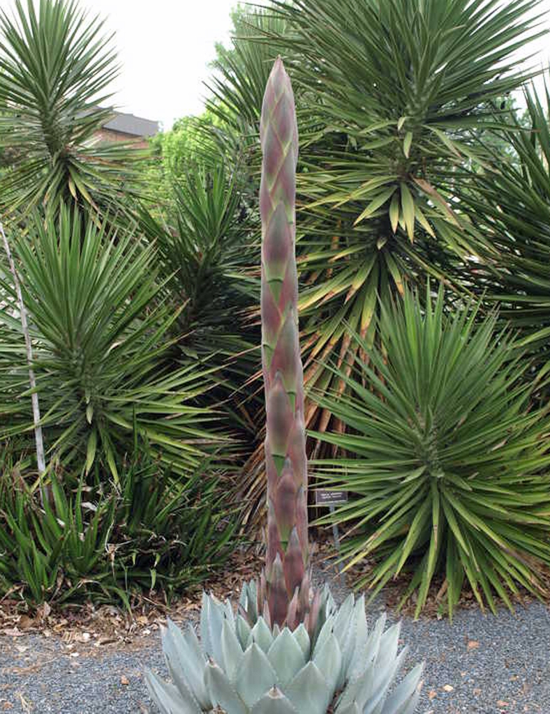 Tall flowering stalk