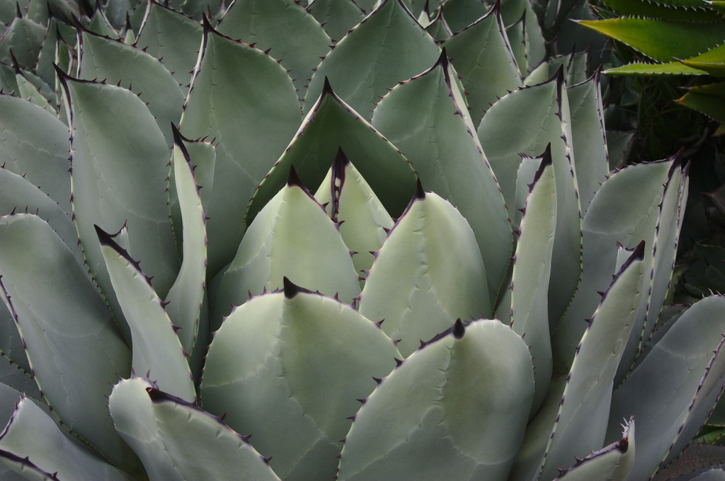 Close up the leaves in a rosette form