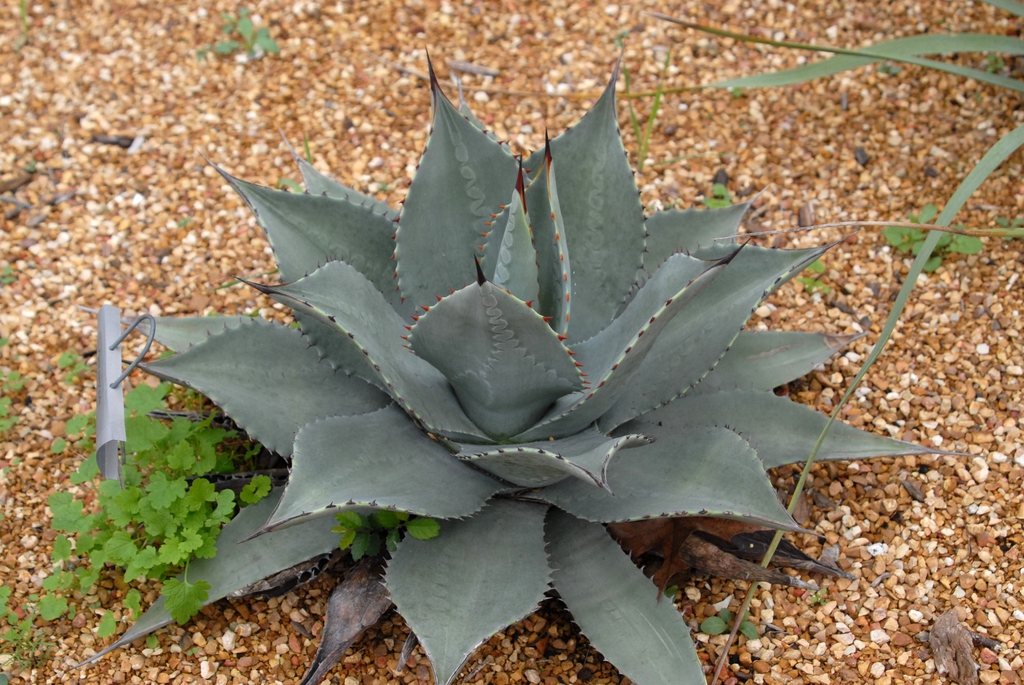 var. 'huachucensis' - full plant