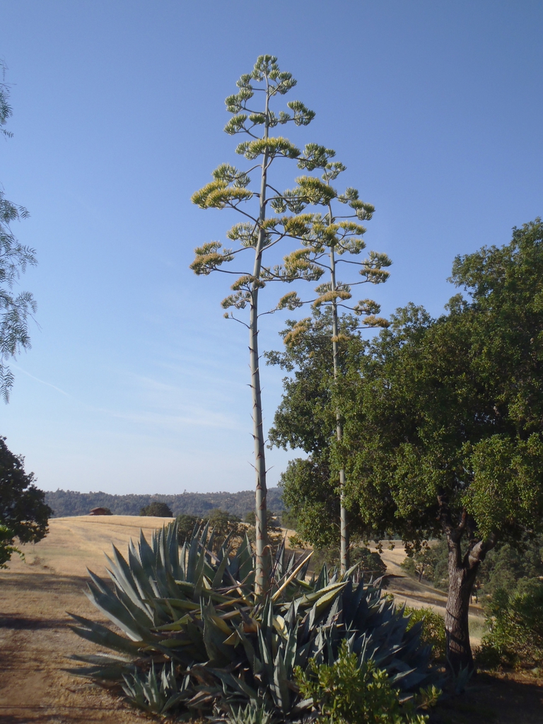 Agave