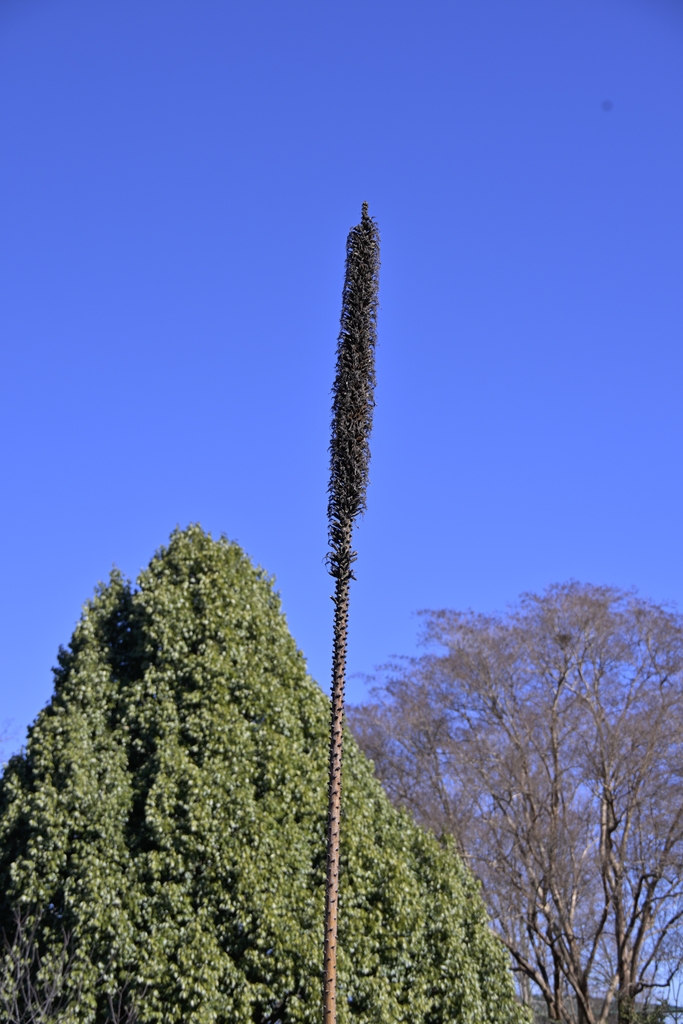 Victoria reginae agave tall flower spike