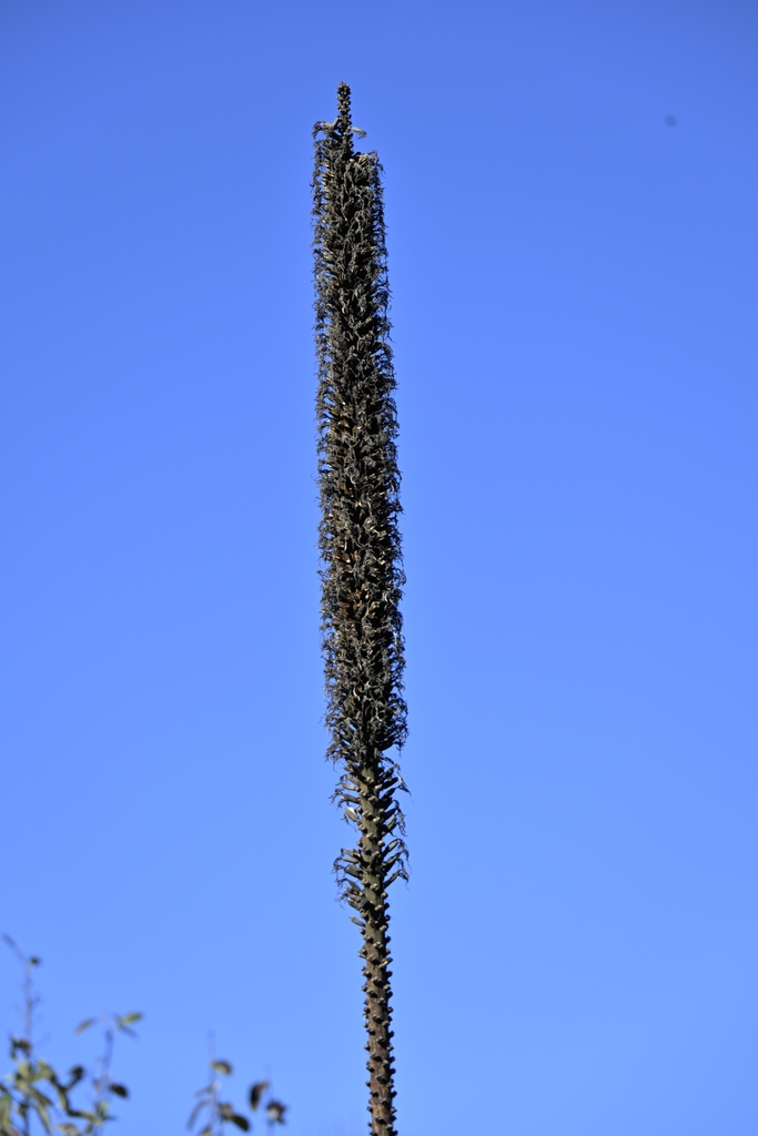 bottle brush like spike head