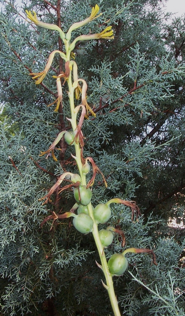 long green stem with half inch green bulbous fruits