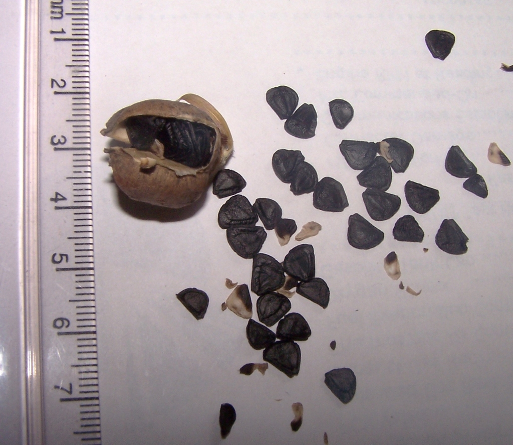 Black flat triangular seeds - about 4 mm wide