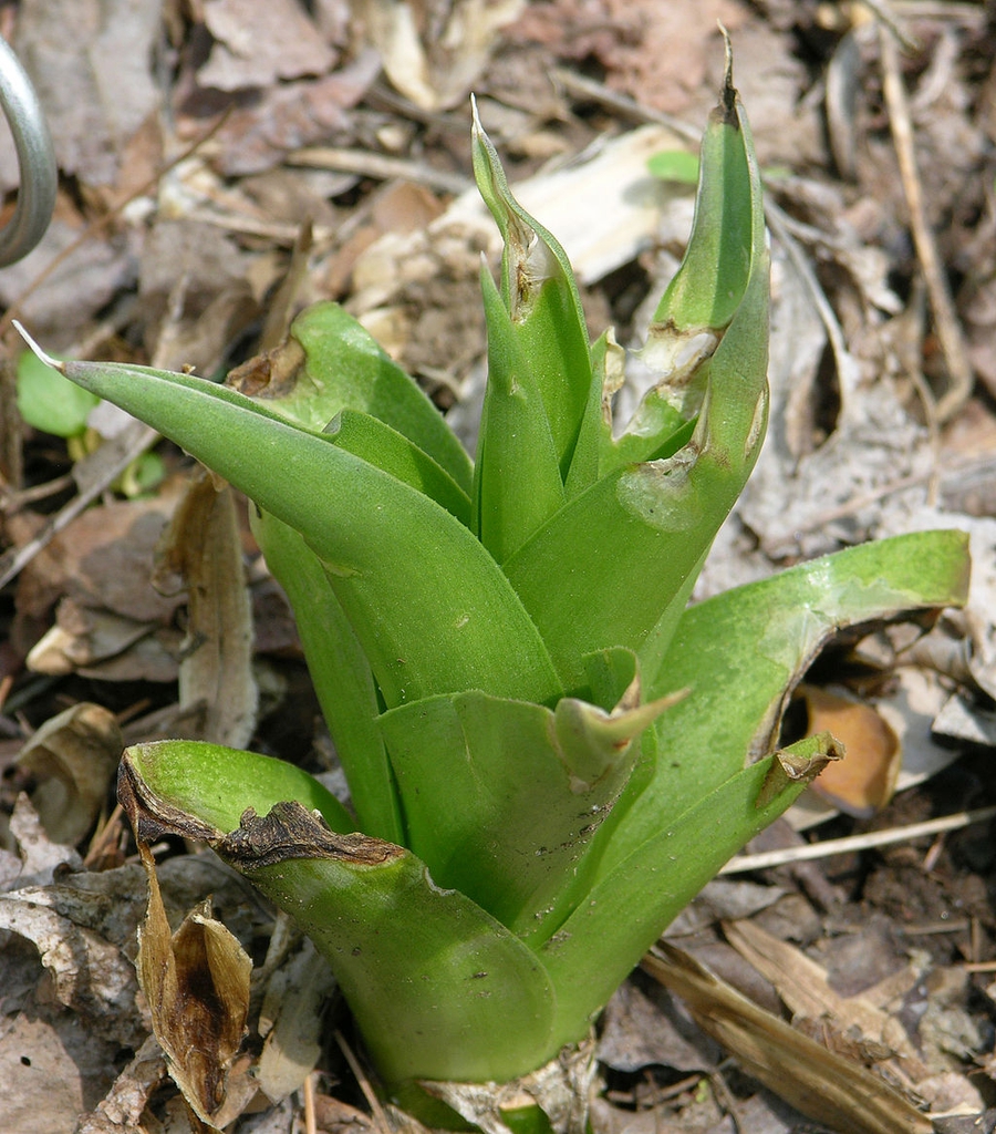 Young plant showing green long leaves in a bunch