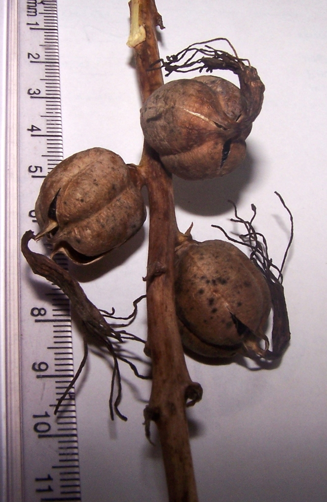 Brown bulbous seedpods with six longitudinal indentations.