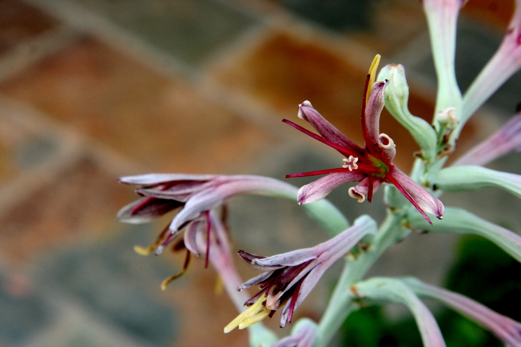 Closeup of the flower