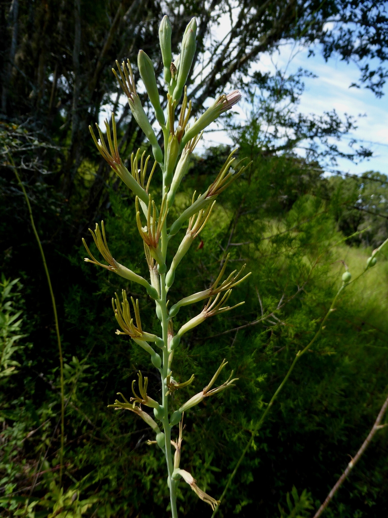 Inflorescence on a flowering stem