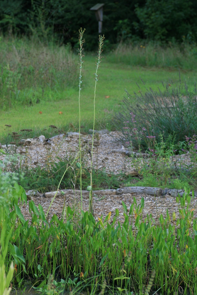 Thin long green flowering stem