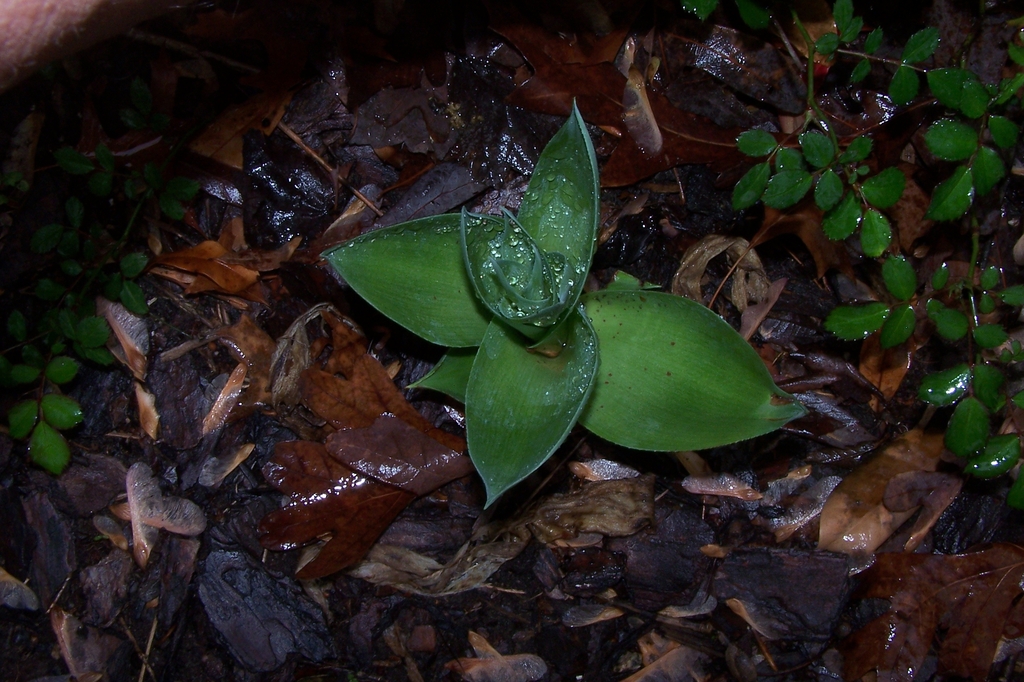 Young plant in April in Durham County, North Carolina