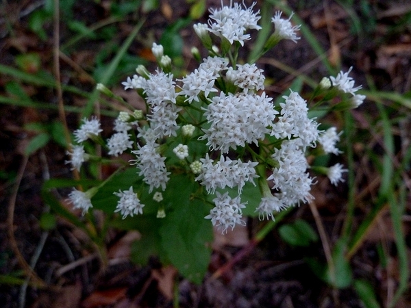 A. altissima flowers
