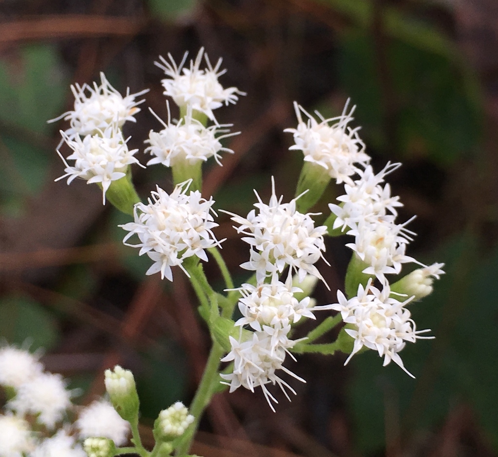 Disc flowers