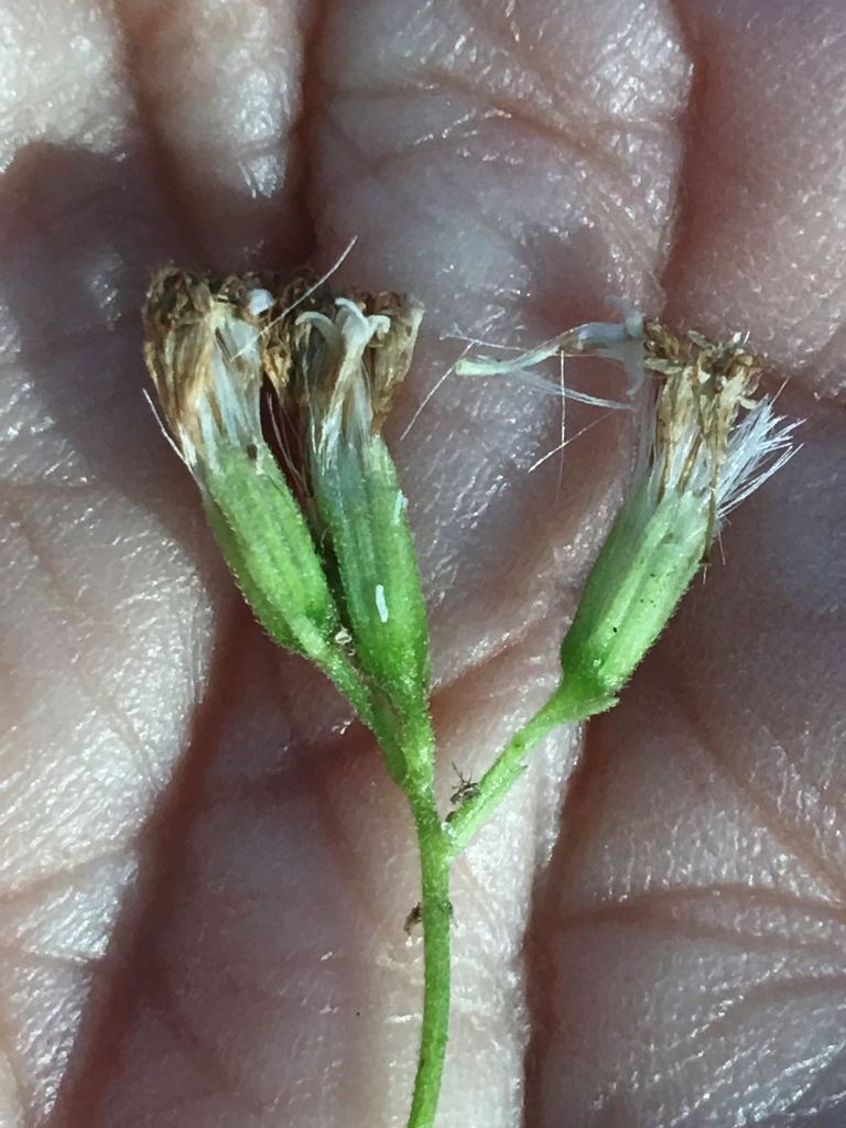 Achenes forming