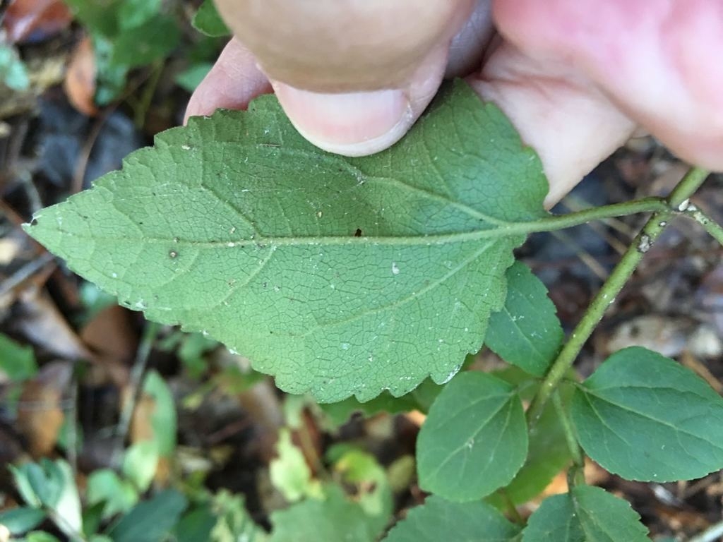 Underside of leaf