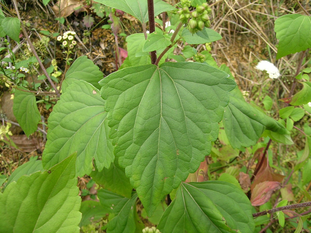 leaf blade