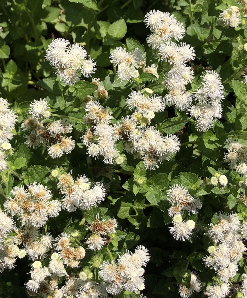 Flowers - Wake Co., NC