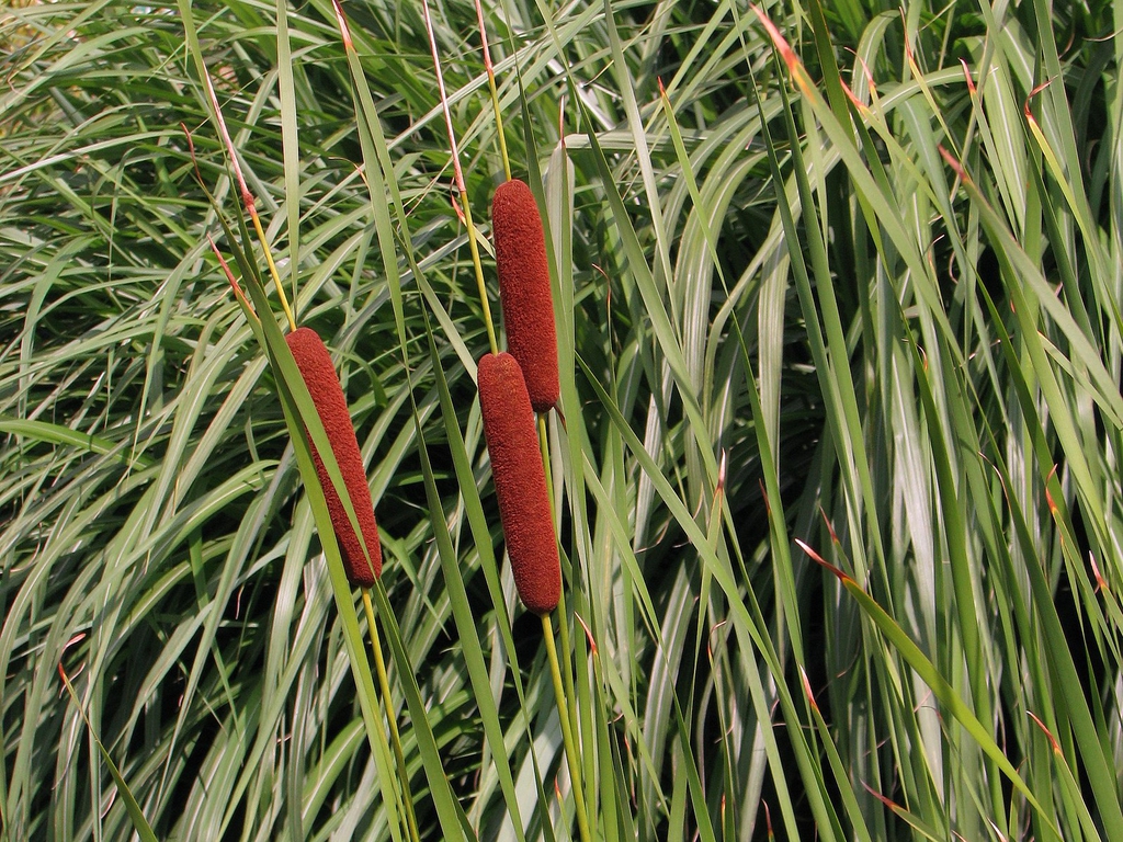Form